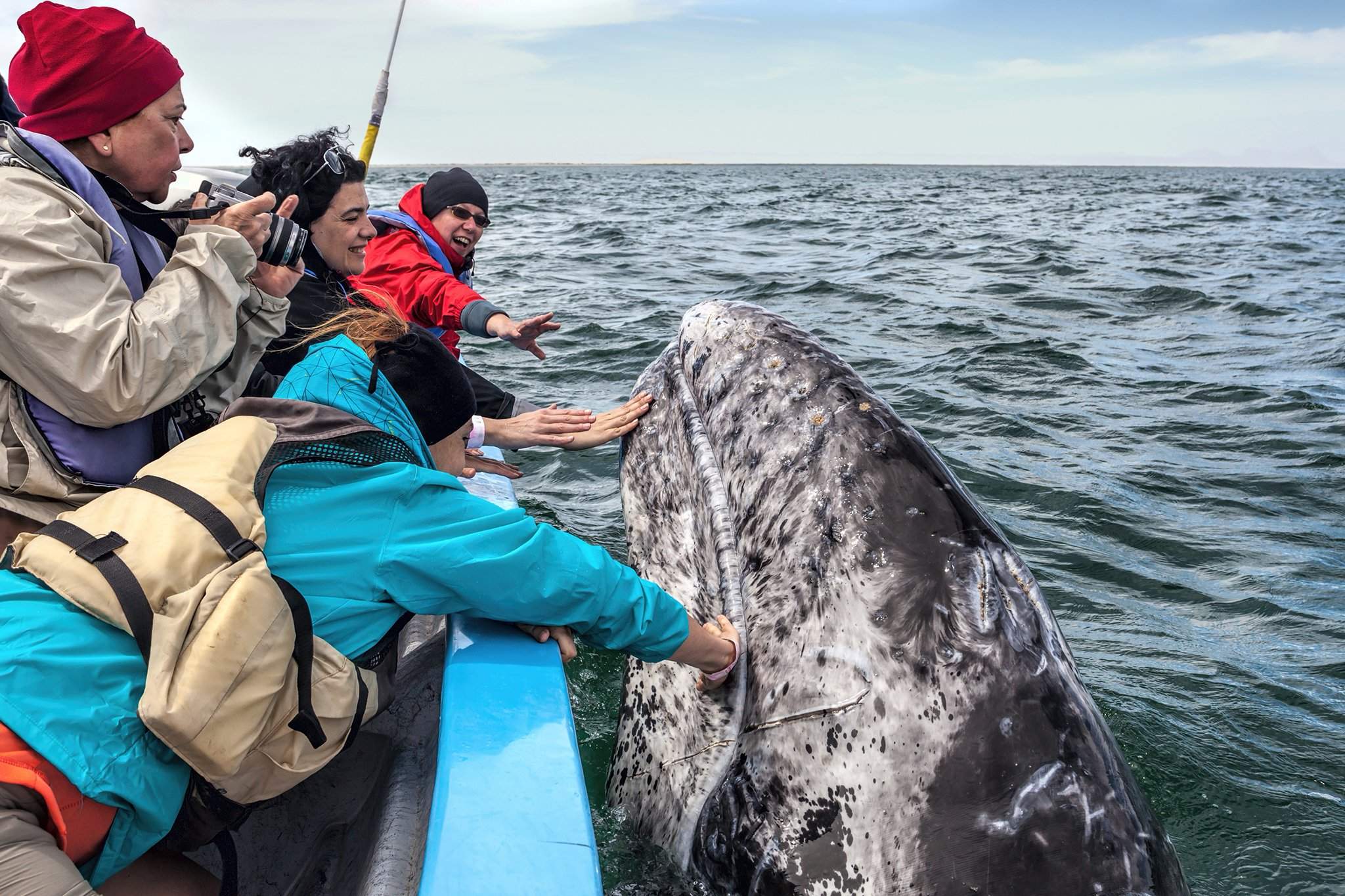 Экскурсия Териберка и киты